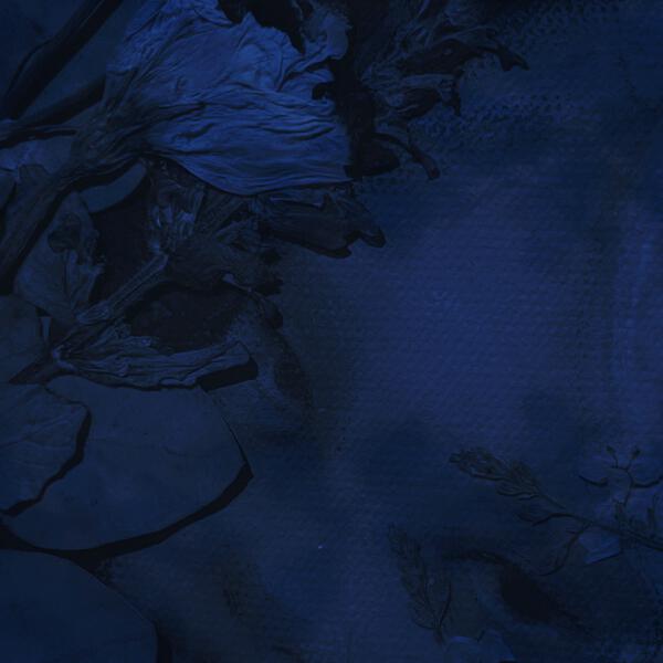 эфемерная - бессонница