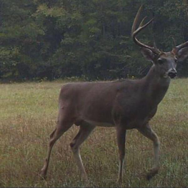 Derby - Deer in the Belly of the Snake