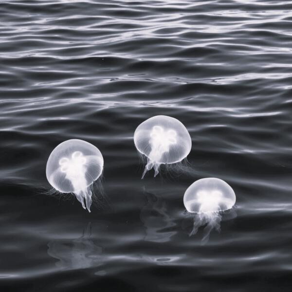 DJ Creepy, Deep House - Jellyfish