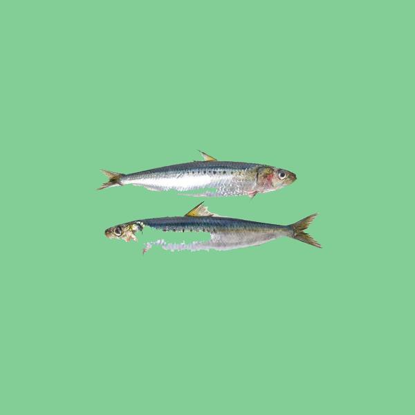 Oxis - Long Sardine x Kids