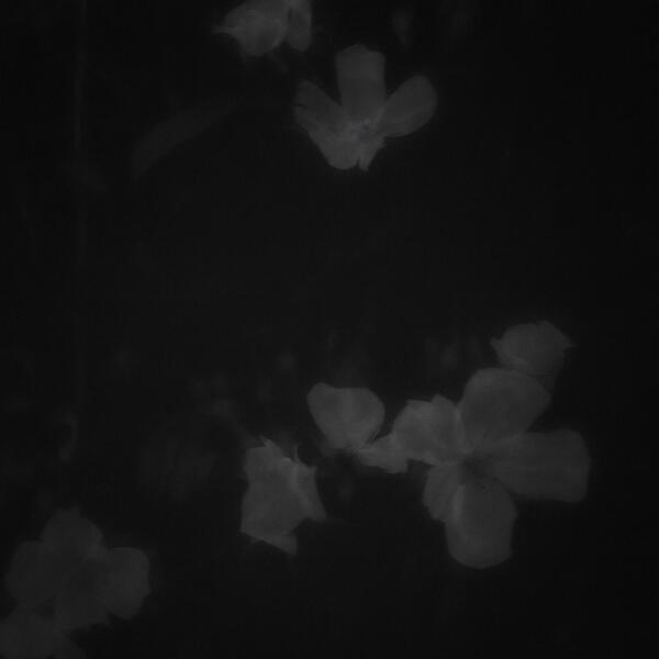 Меланхолия Тудэй - Полевые цветы