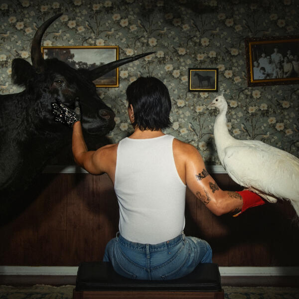 boylife - the gambler