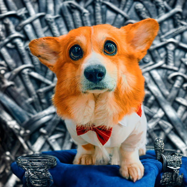 Корги Коржик - Я коварный, я опасный