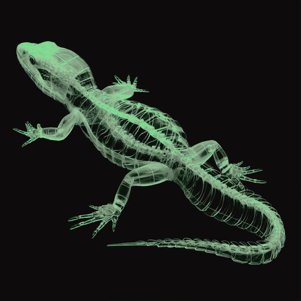 Tonyxblaq - No Bluff