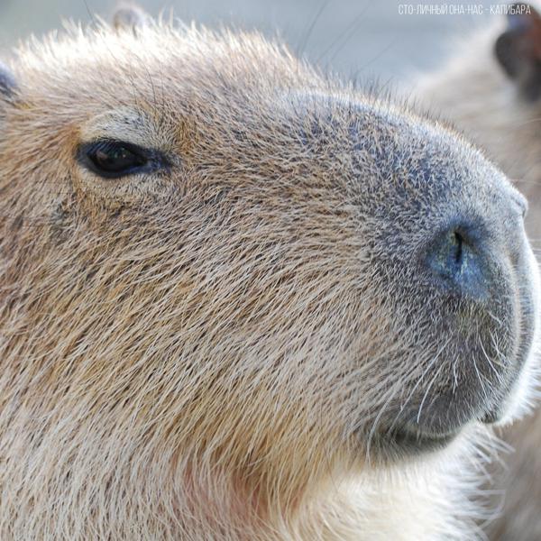 Сто-Личный Она-Нас, Betsy - Capybara