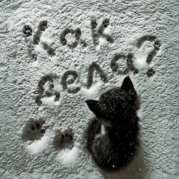 whyspurky - Как дела?