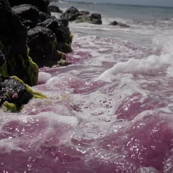 Lucki - Not So Virgo of You