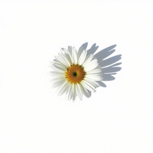 Jaroom - Флёр