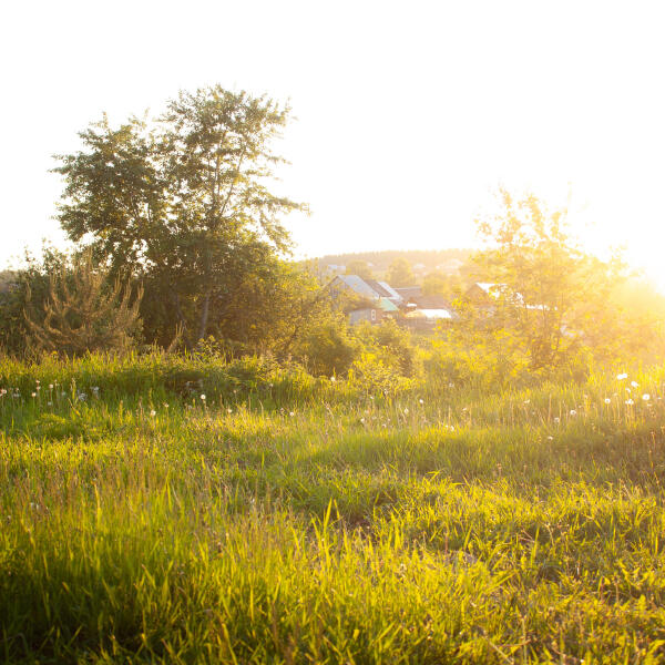 Divanator, brndoom - Plains Dew