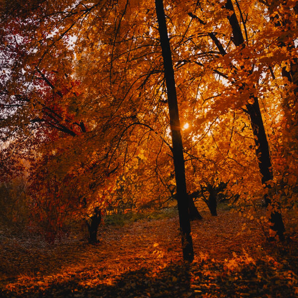 Iriser, Stefre Roland - Born in September